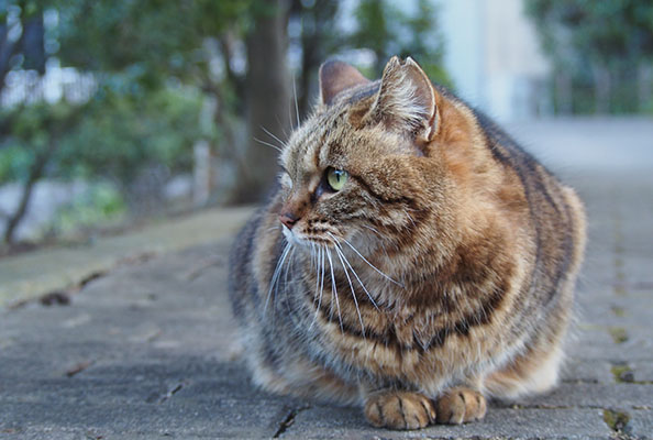 いなくなったにゃ　クラタン横見る