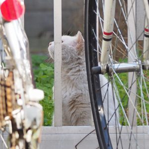 shuni beyound the fence