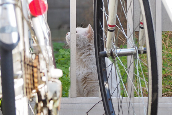 shuni beyound the fence