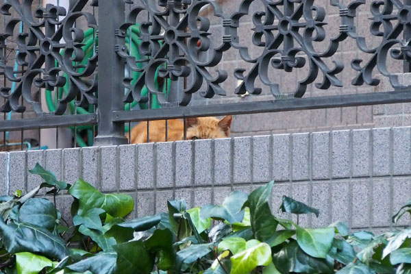 覗く　コダ君　豪邸の中