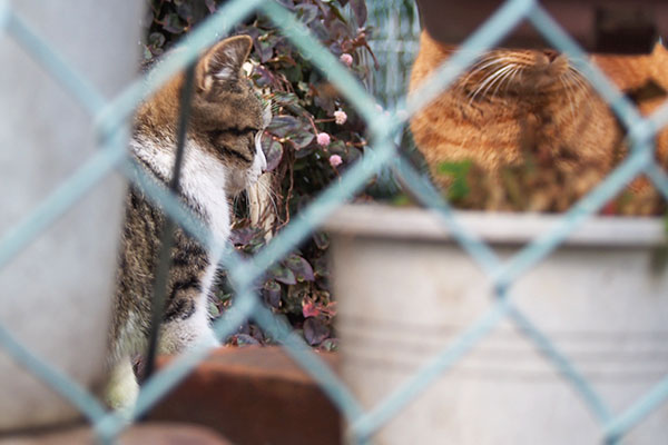 仔猫の横顔とチャーちゃんの一部仔猫の横顔とチャーちゃんの一部