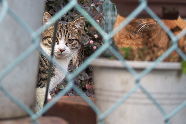 こっちを見る仔猫　キジ白