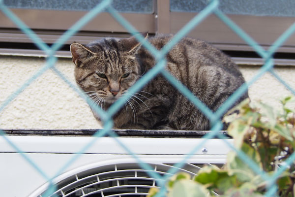 母猫　警戒中