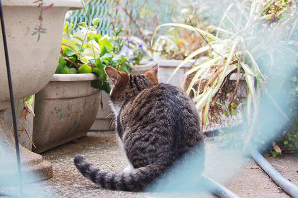 仔猫の背中　しっぽ