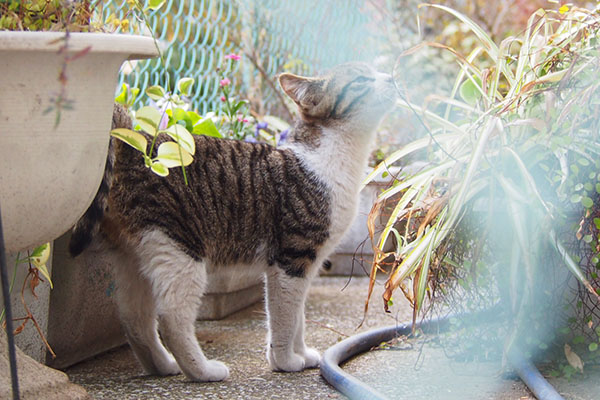 フェンスかぶり　くんかくんか　仔猫