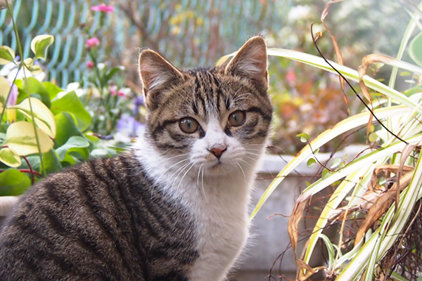 cute kitten face closeup