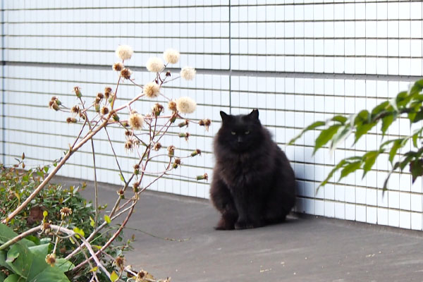 モフネ　シュニの居た場所に