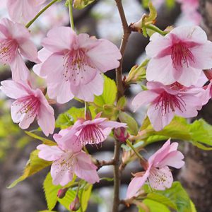 flower pink temple sakura peach