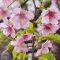 flower pink temple sakura peach