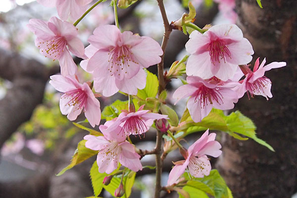 flower pink temple sakura peach