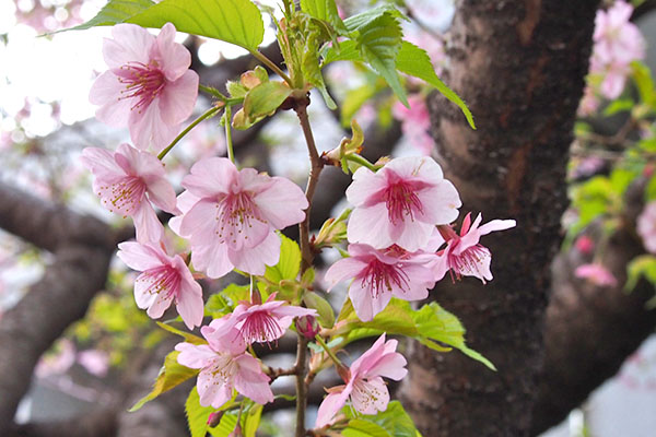 flower sakura pink