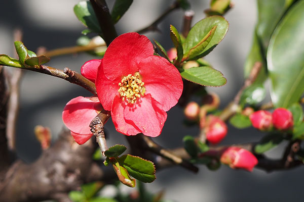 flower red plum ume