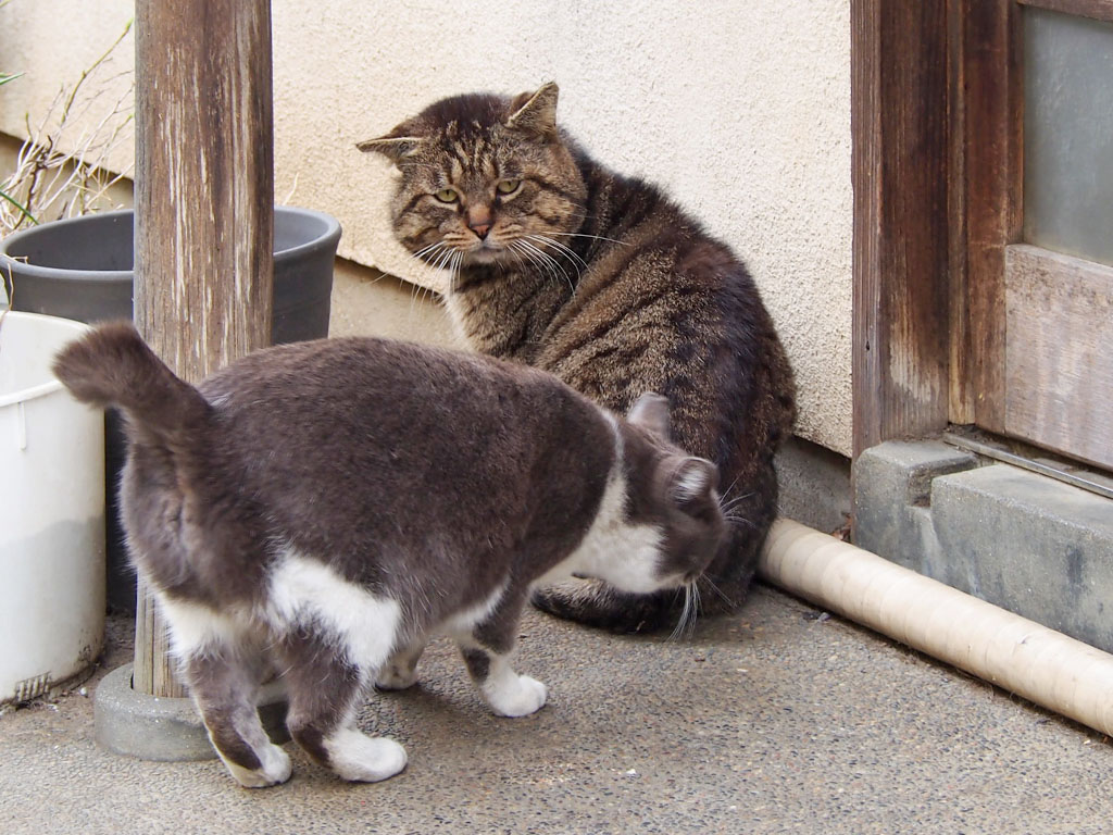 ロキの匂いを嗅ぐちびにゃん