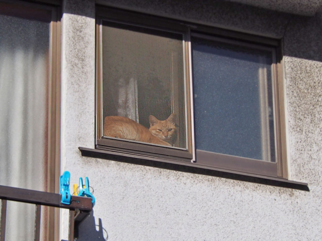 Sora sunbathing at window