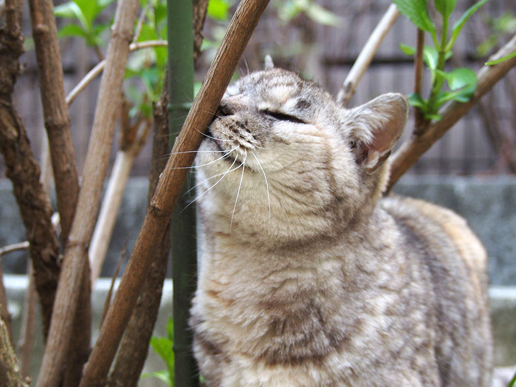 枝にちゅーする　銀