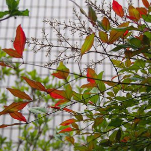 flower red leaves changed color