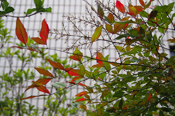 flower red leaves changed color