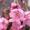 flower pink sakura