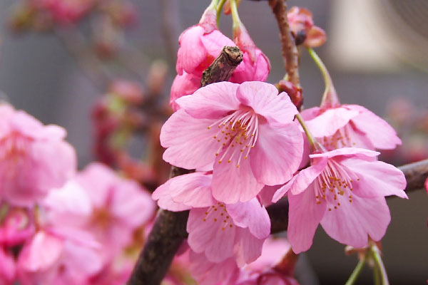 flower pink sakura