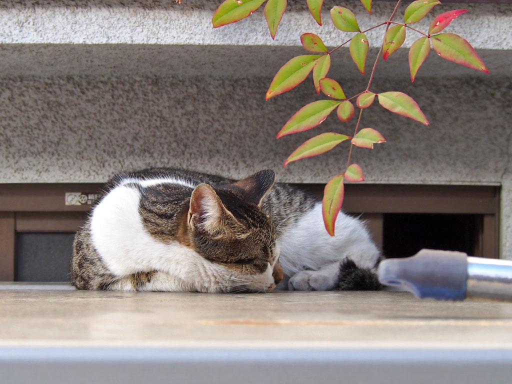 コーちゃん　物置上ですやすや