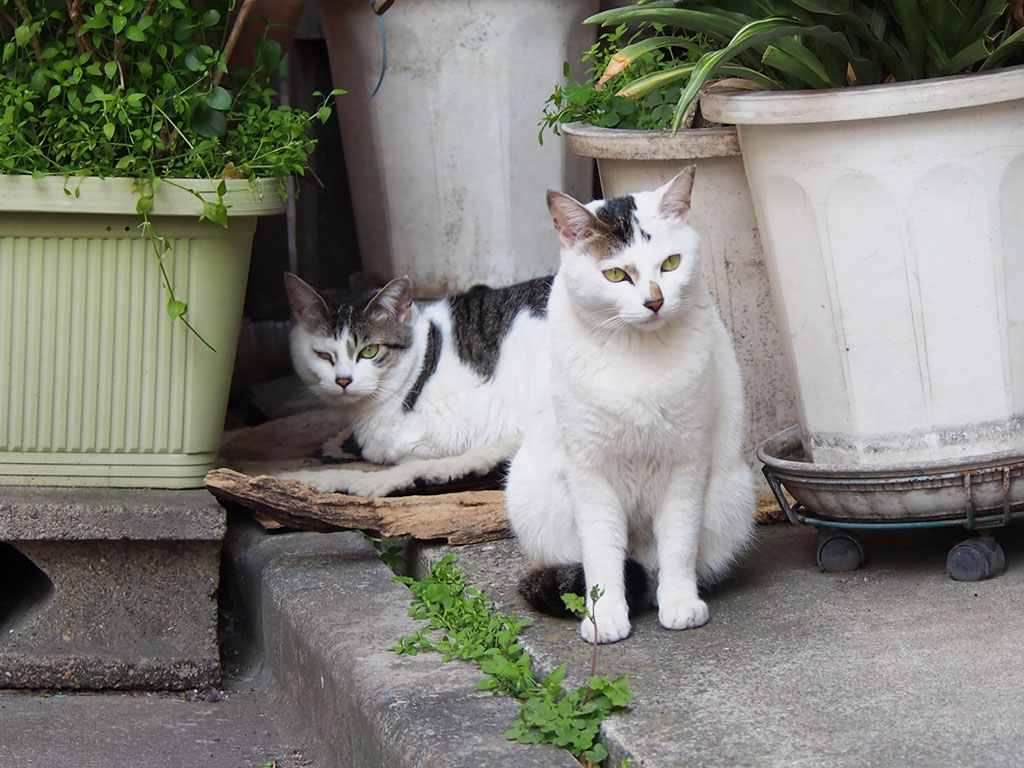 kei and aurora waiting treat