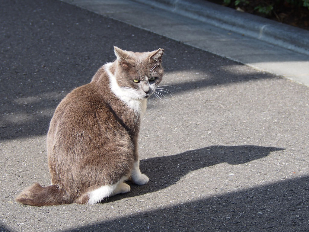 chibinyan with shadow