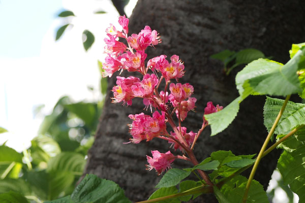 flower red pink tate