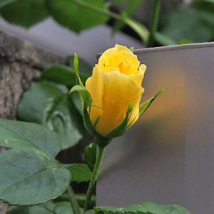 flower rose yellow bud