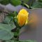 flower rose yellow bud