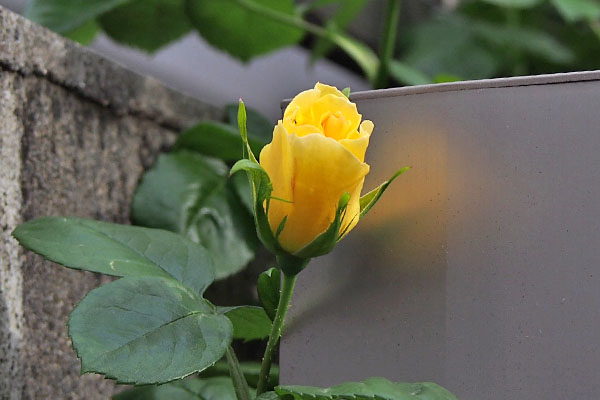 flower rose yellow bud