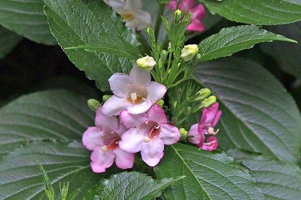 flower small pink three