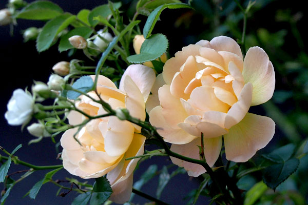 flower pale pink rose two