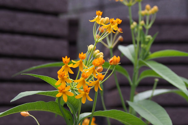 flower orange yellow