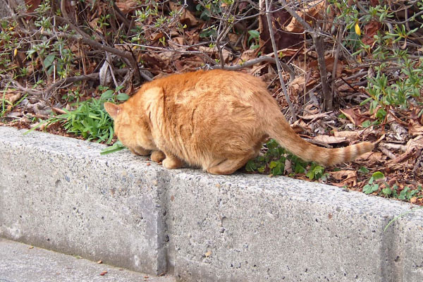 戻るとまだ食べてた　コルレ