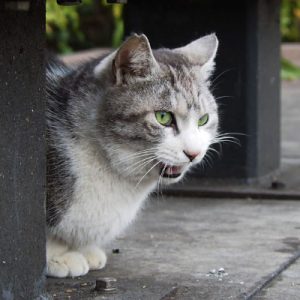 クロム ベンチの下でにゃー