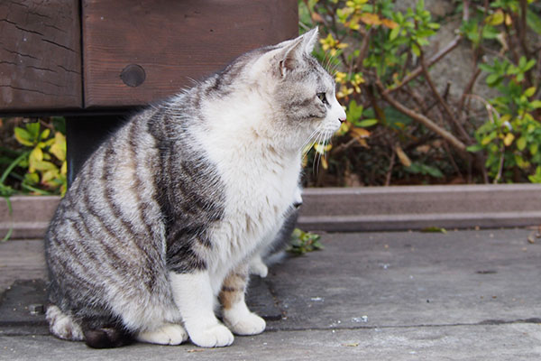 クロム　お座りして遠くを見る