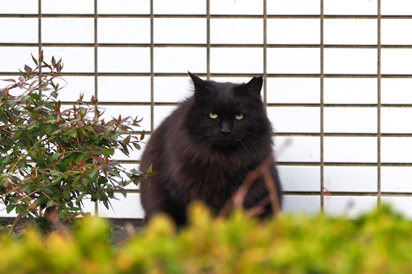 正面から　まっすぐ見る　モフネ