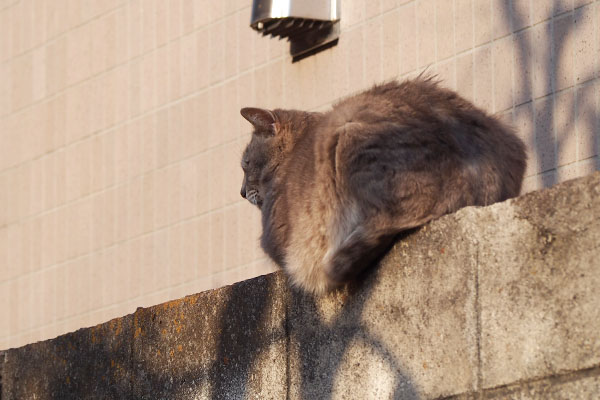 グリの背中を発見