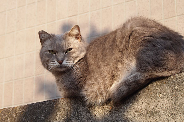 なんだおみゃーか　グリ