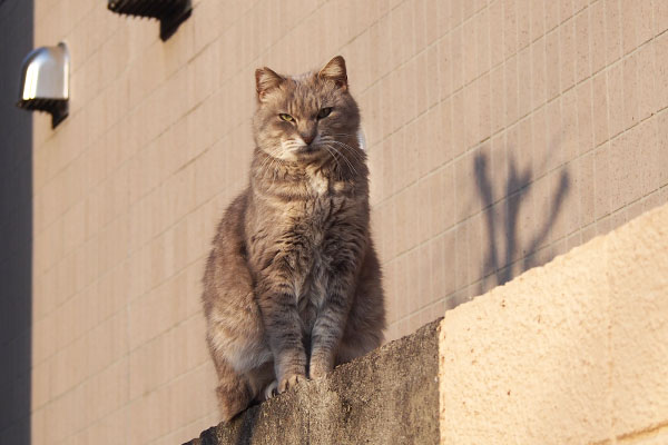 座った　グリ