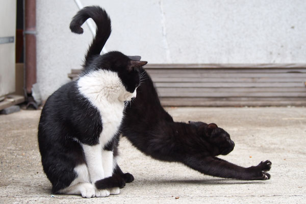 モノ太の伸び２　しっぽのカーブ