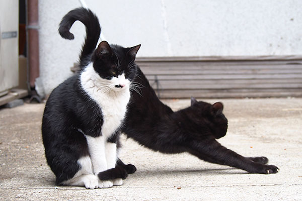 モノ太の伸び３　しっぽのカーブ