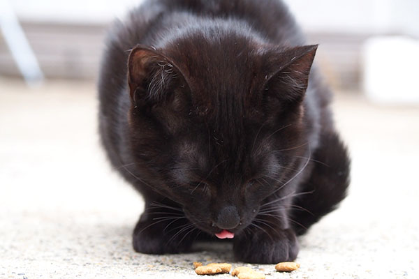 モノ太　食べる１