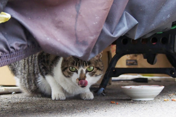 さくら　食後のぺろん