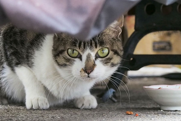 さくら　まっすぐに見る