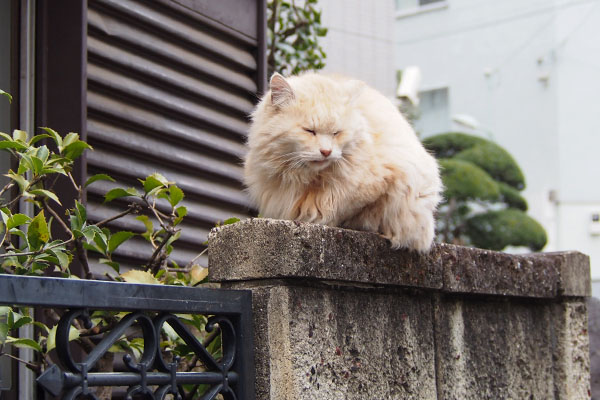 塀の上にナリコマ君