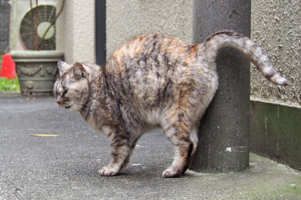 電柱にスリスリ　銀