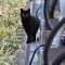 black cat watching me