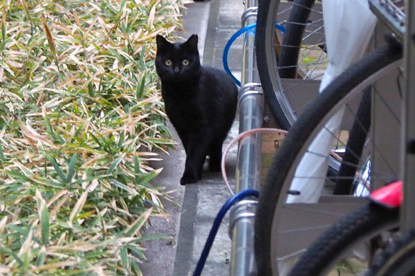 black cat watching me