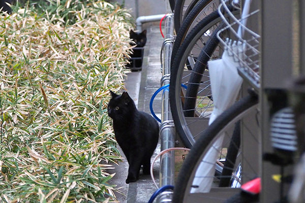 横向く黒猫さんと後ろのコ